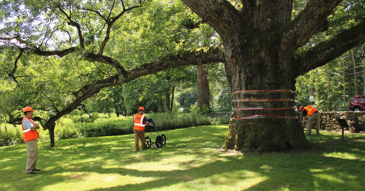 SavATree Consulting Group assesses a large tree on a commercial property.