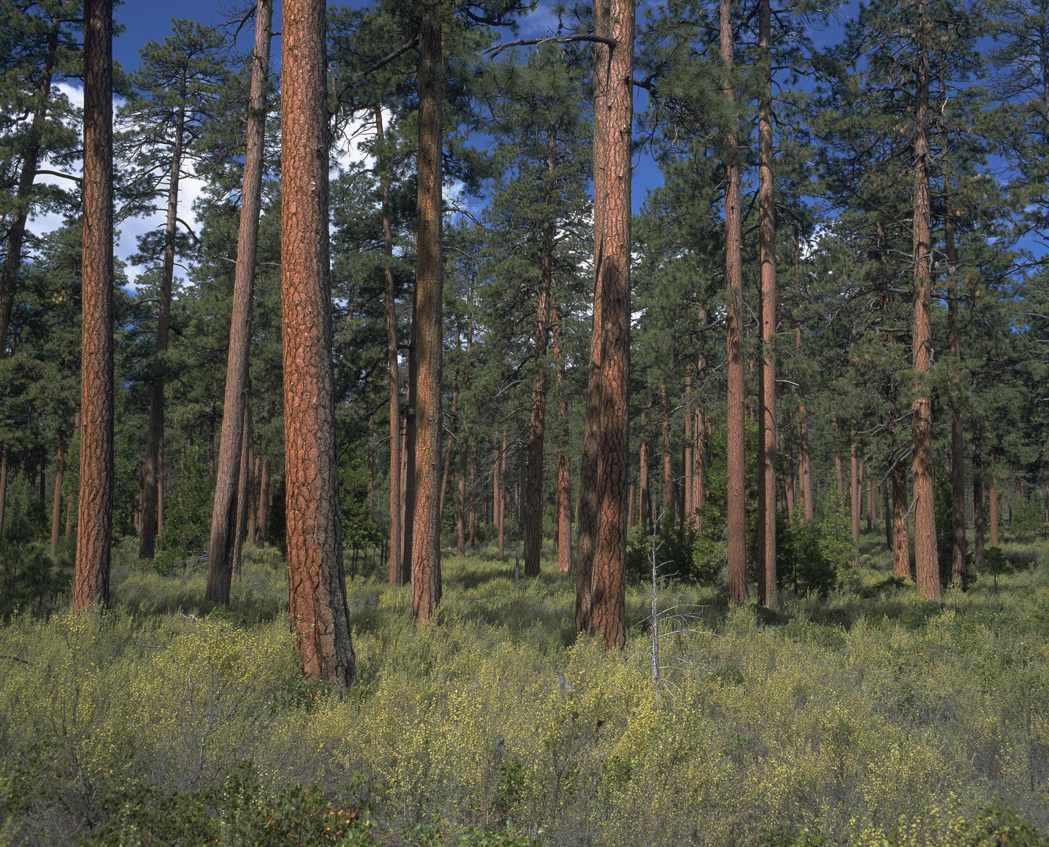 trees in a forest