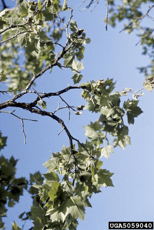 Fungal Disease Treatments by SavATree