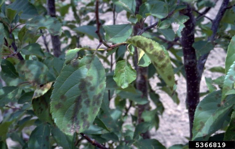 Apple Scab Treatments by SavATree