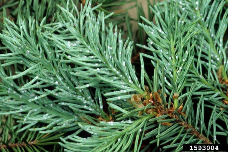 Adelgid Treatments by SavATree