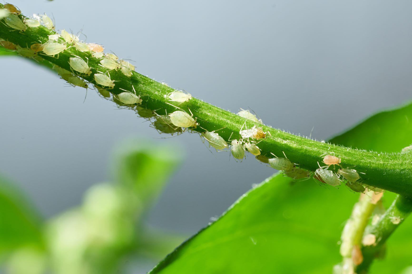 Aphid Treatments by SavATree