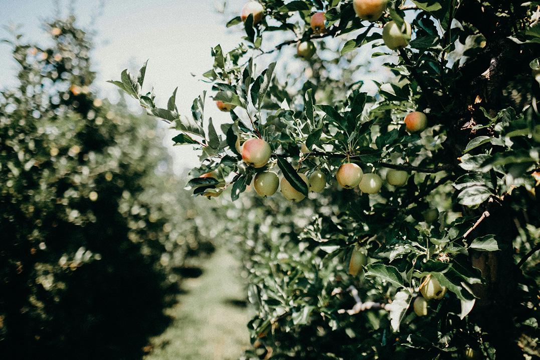 apple tree