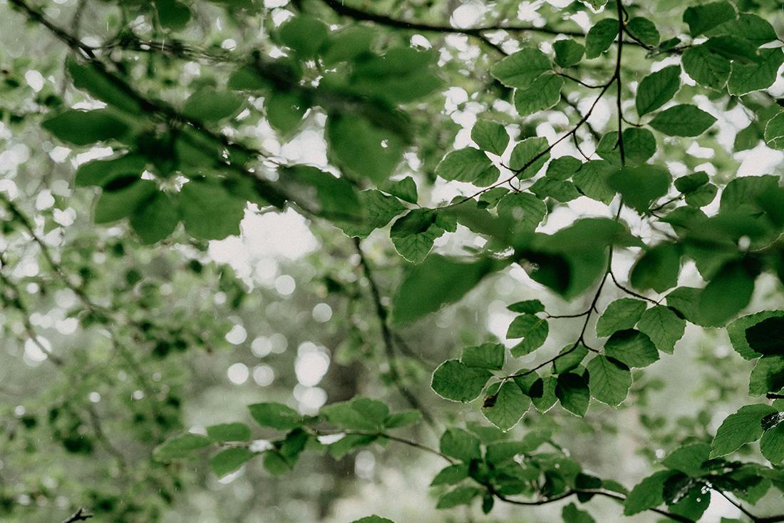 Ash tree leaves