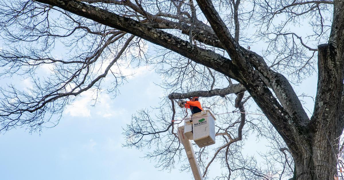 SavATree arborist completes winter pruning