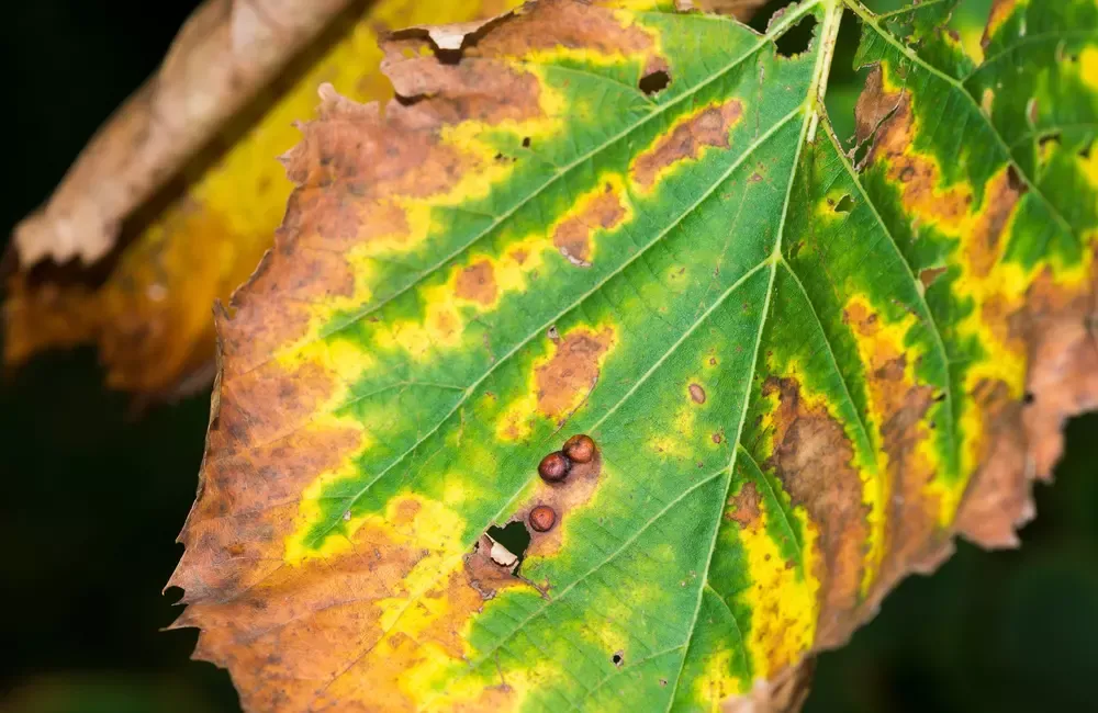 Bacterial Leaf Scorch Treatment by SavATree