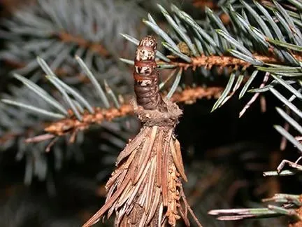 bagworm