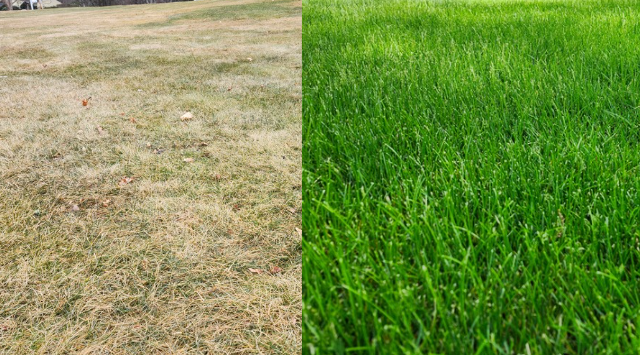 Drought-damaged lawns struggle to green up without soil restoration treatments.
