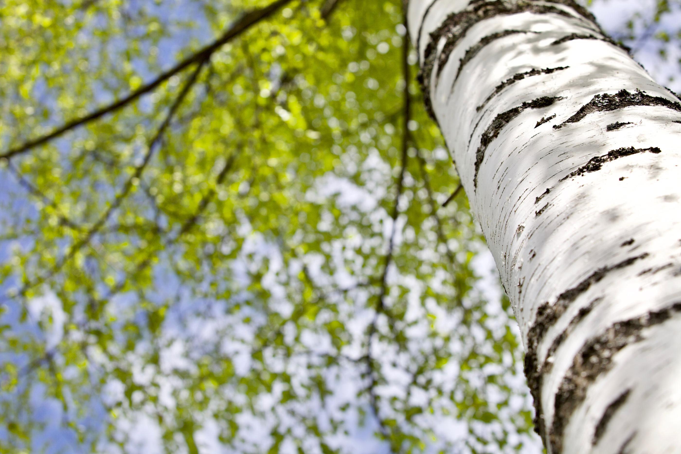 Birch tree trunks