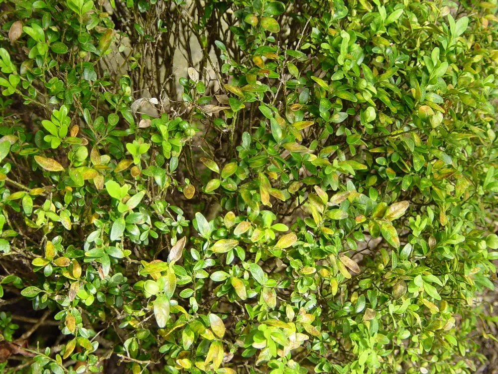 Boxwood Leaf Miner Treatments by SavATree