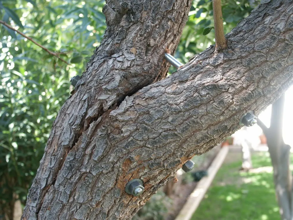 Is Your Tree Leaning? When to Worry & How to Fix It