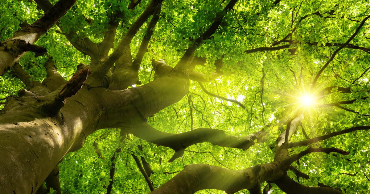tree canopy in Delaware County, Pennsylvania