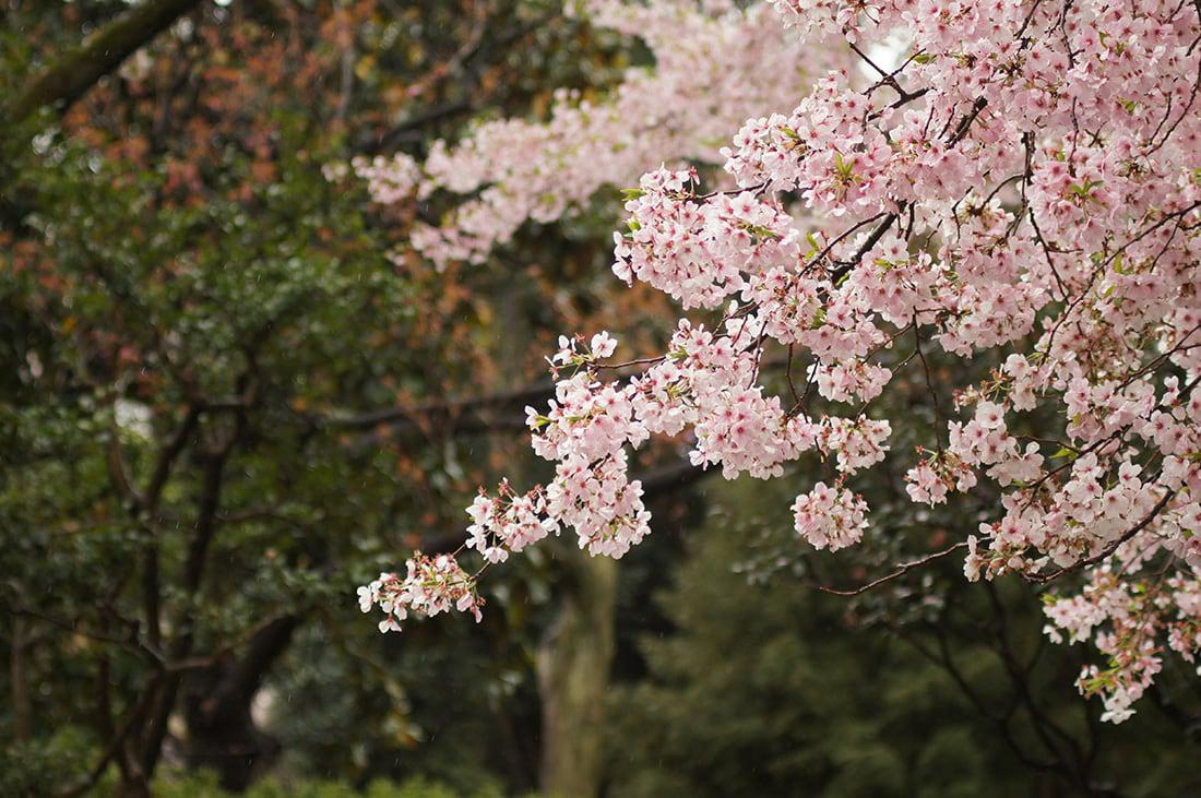 Flowering cherry tree