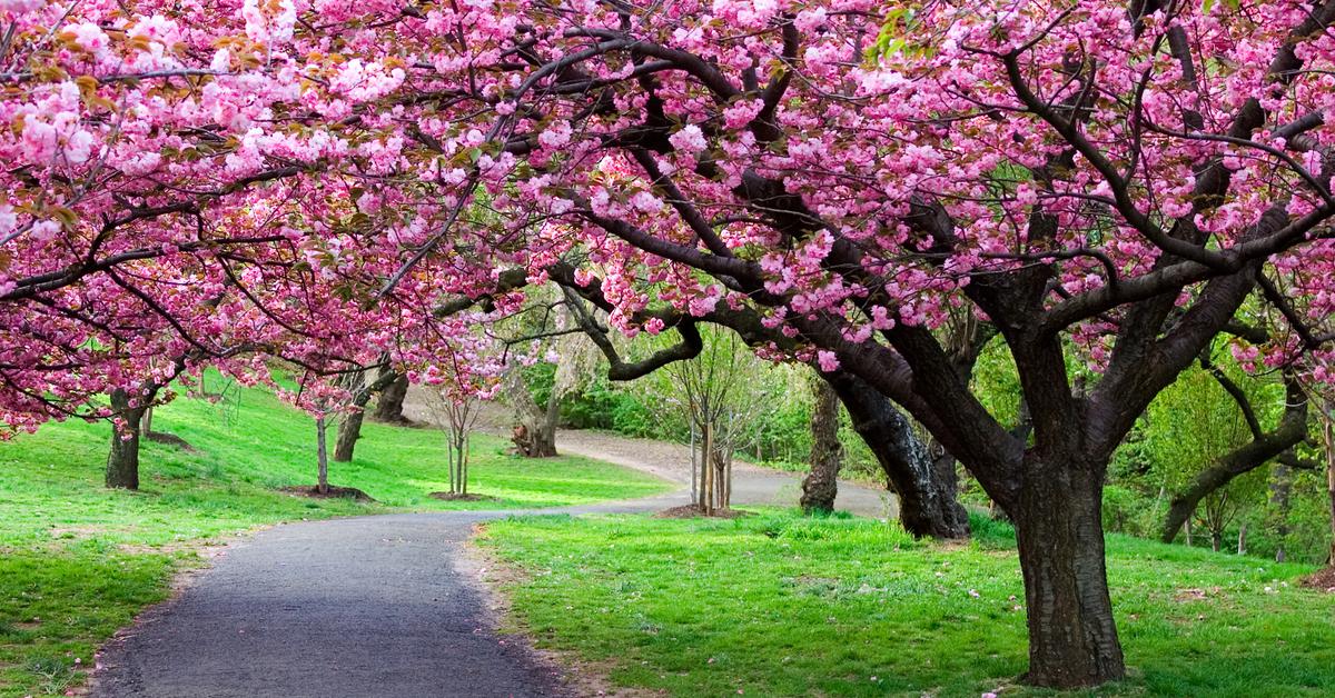 Cherry tree blooming in the spring