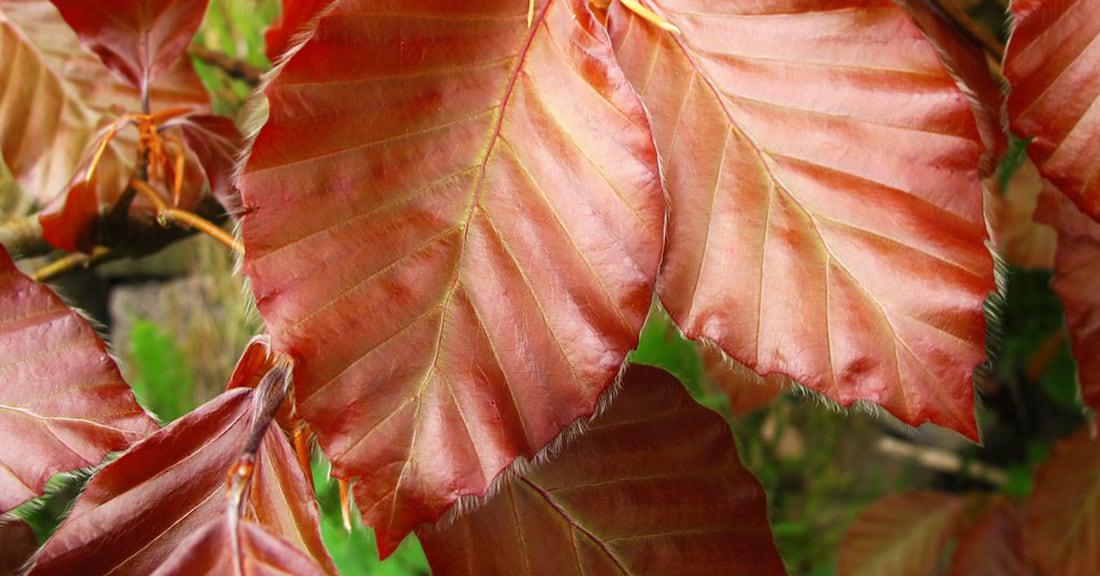 copper beech tree leaves