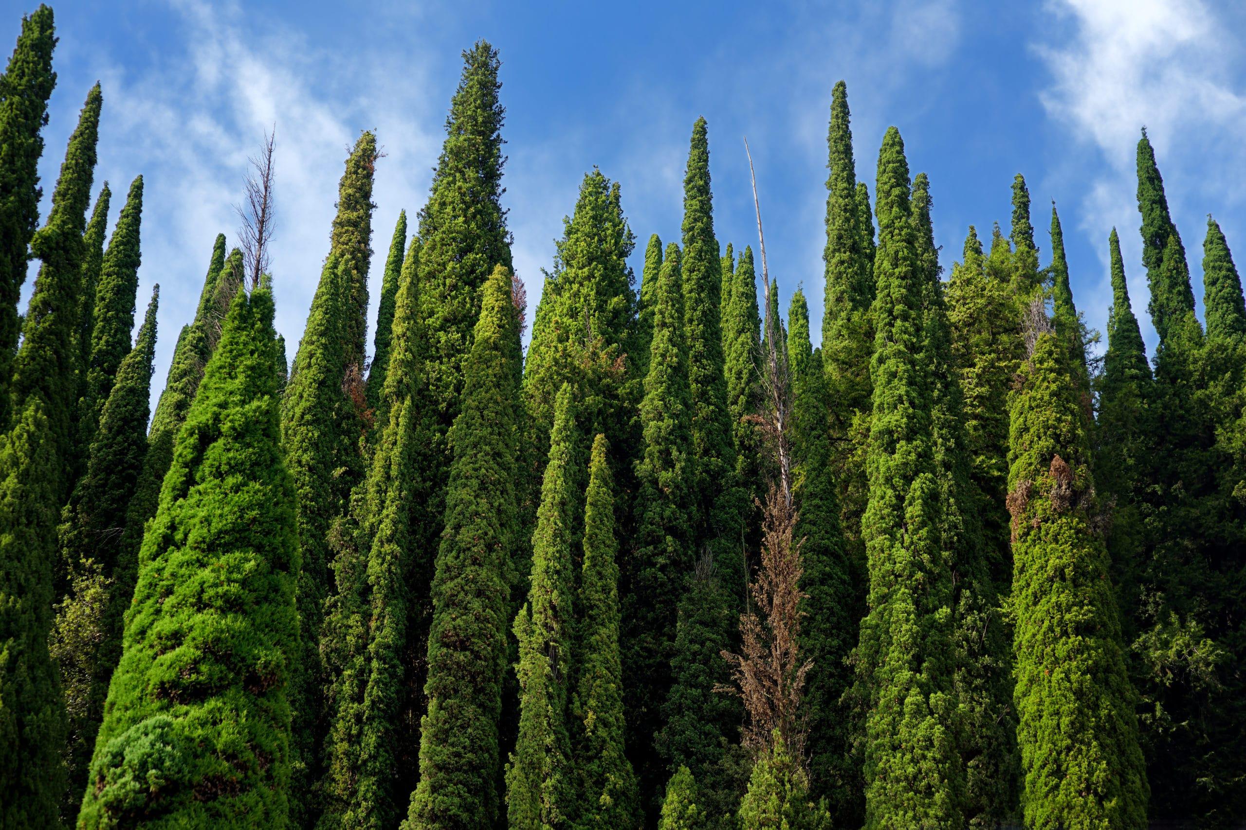 a group of cypress trees