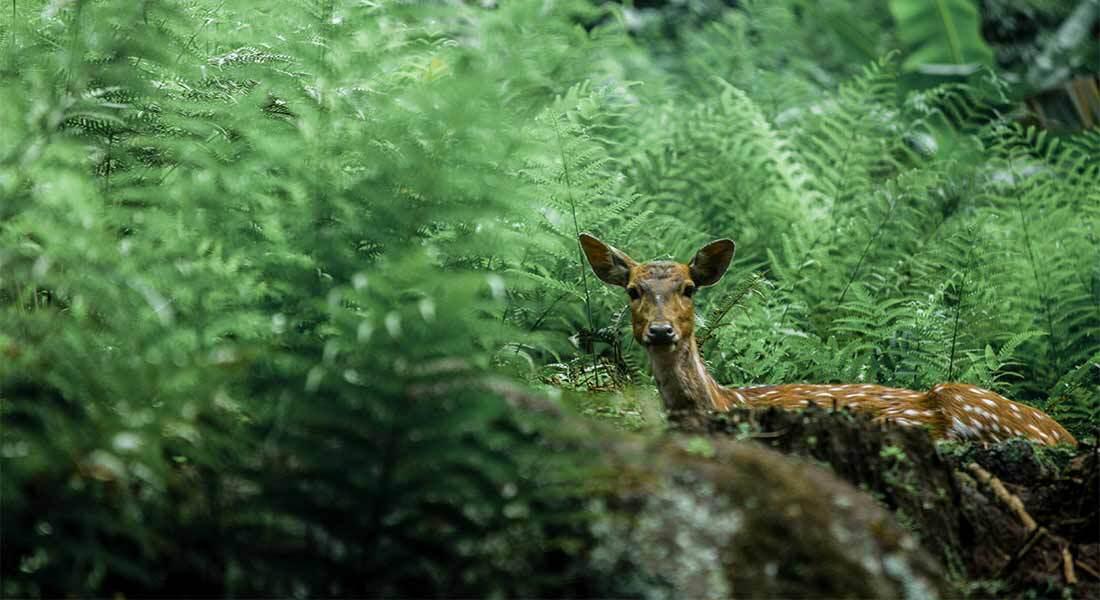 Baby deer standing in ferns