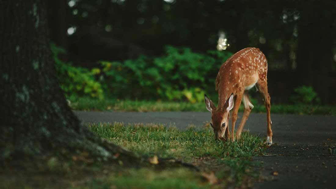 Deer standing at the edge of the woods