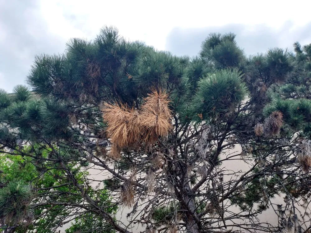 Diplodia Tip Blight Treatment by SavATree