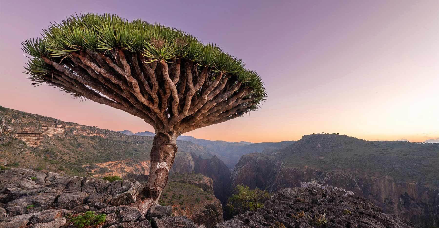 Single Dragons Blood Tree on a rocky outcropping