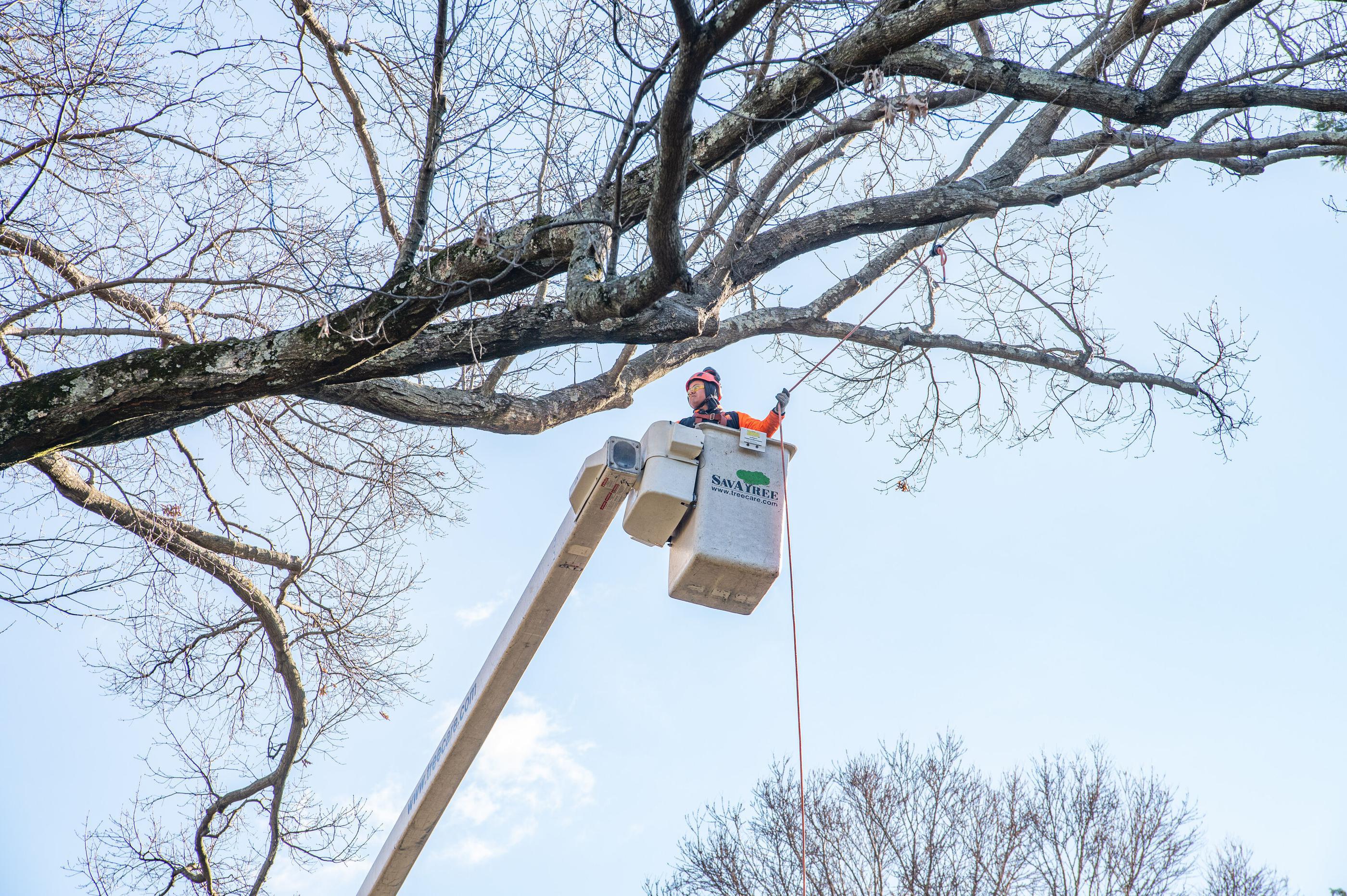 An arborist trimming tree branches