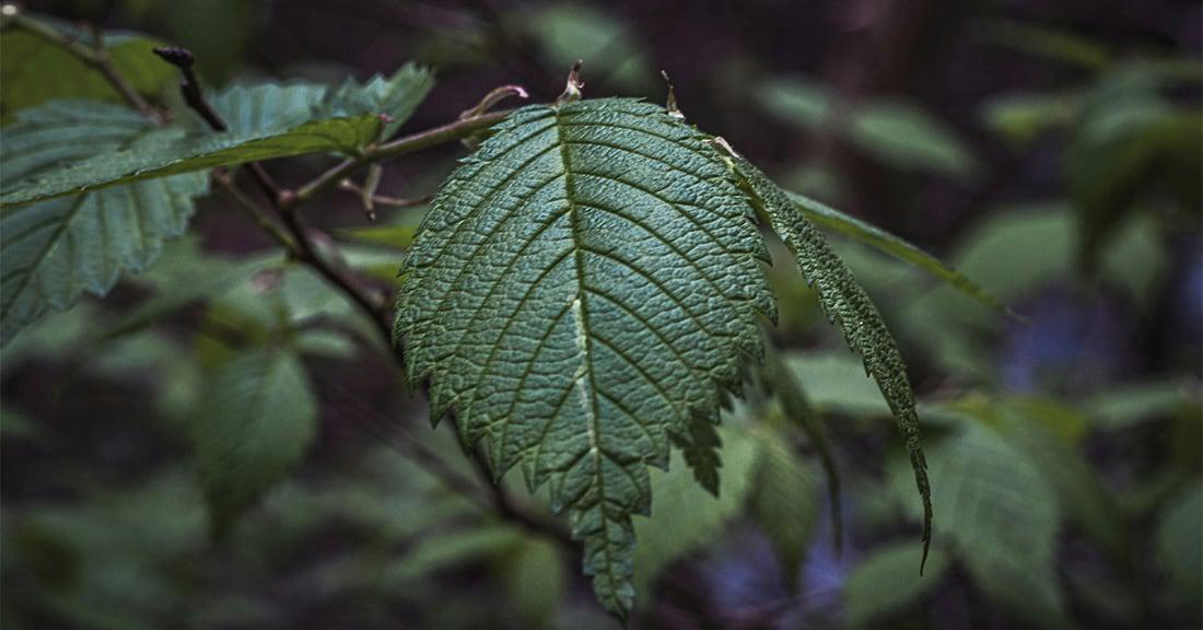 Elm tree leaf