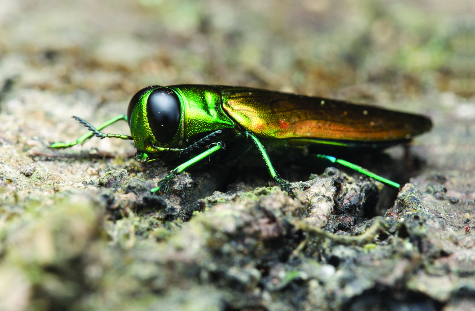 Emerald Ash Borer Treatments by SavATree