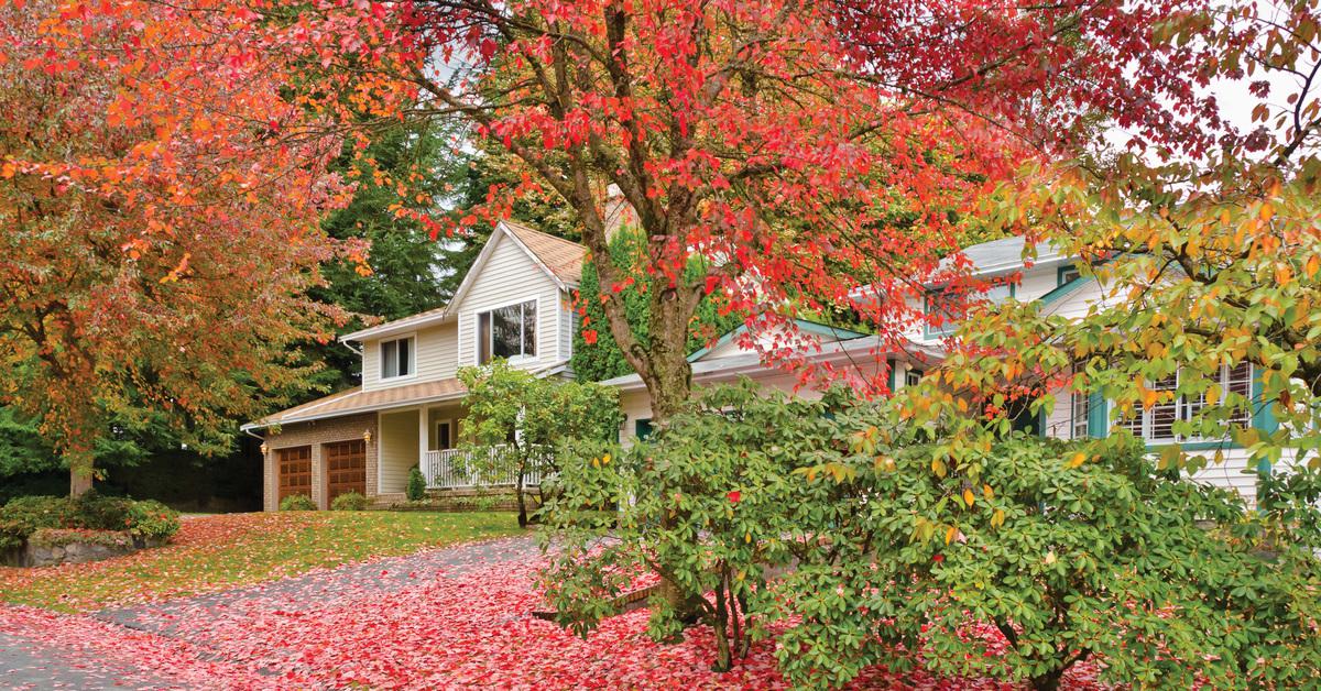 autumn tree in a residential neighborhood