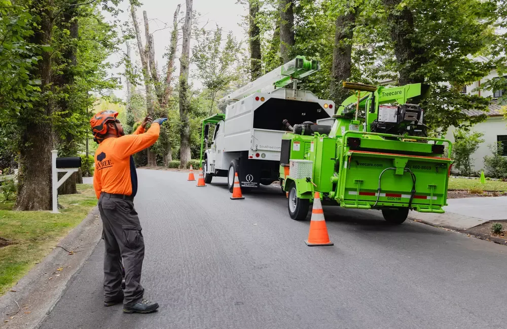 Winter Landscape Checklist for Warm Climates: Year-Round Tree, Shrub & Lawn Care