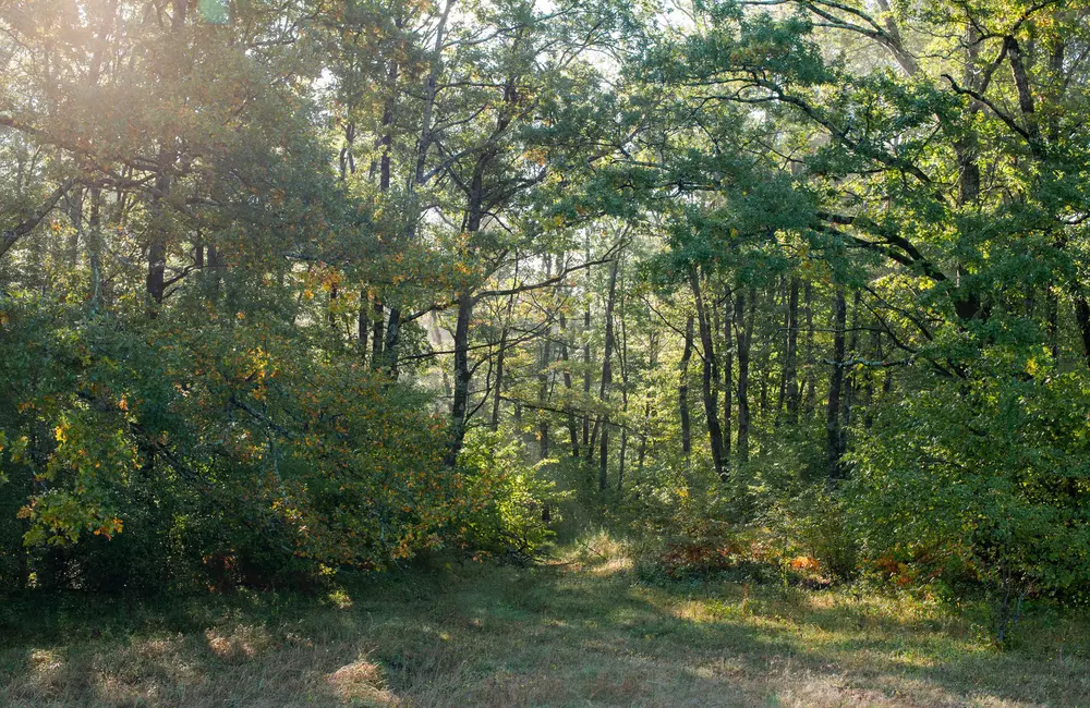 landscaping example