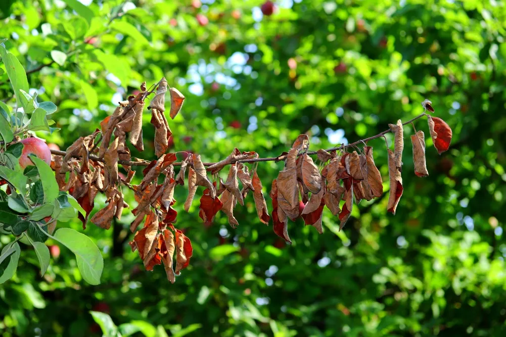 Fire Blight Treatments by SavATree