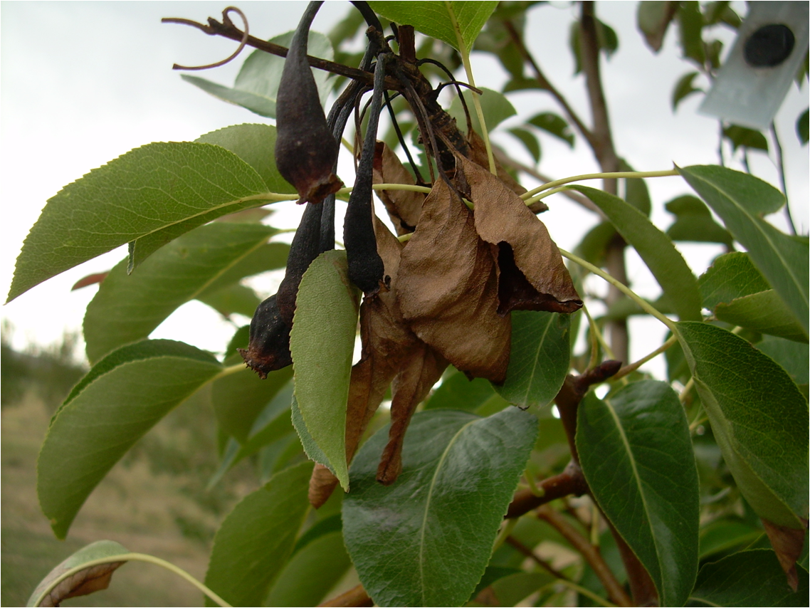 Fire blight example on tree leaves