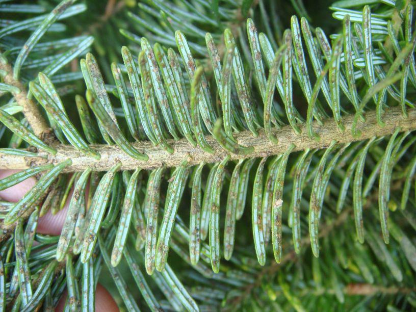 scale insects