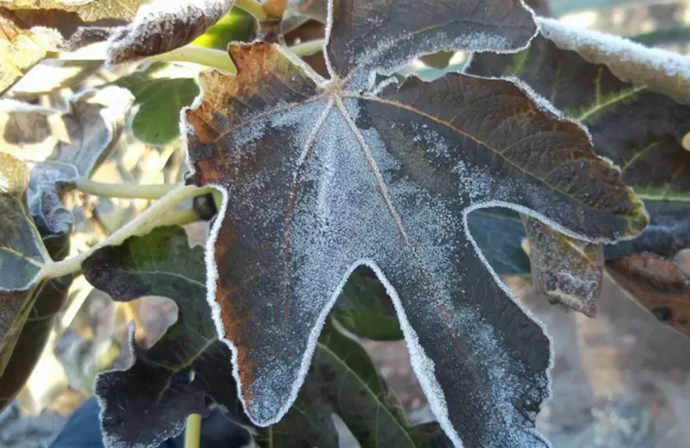 protect trees from frost