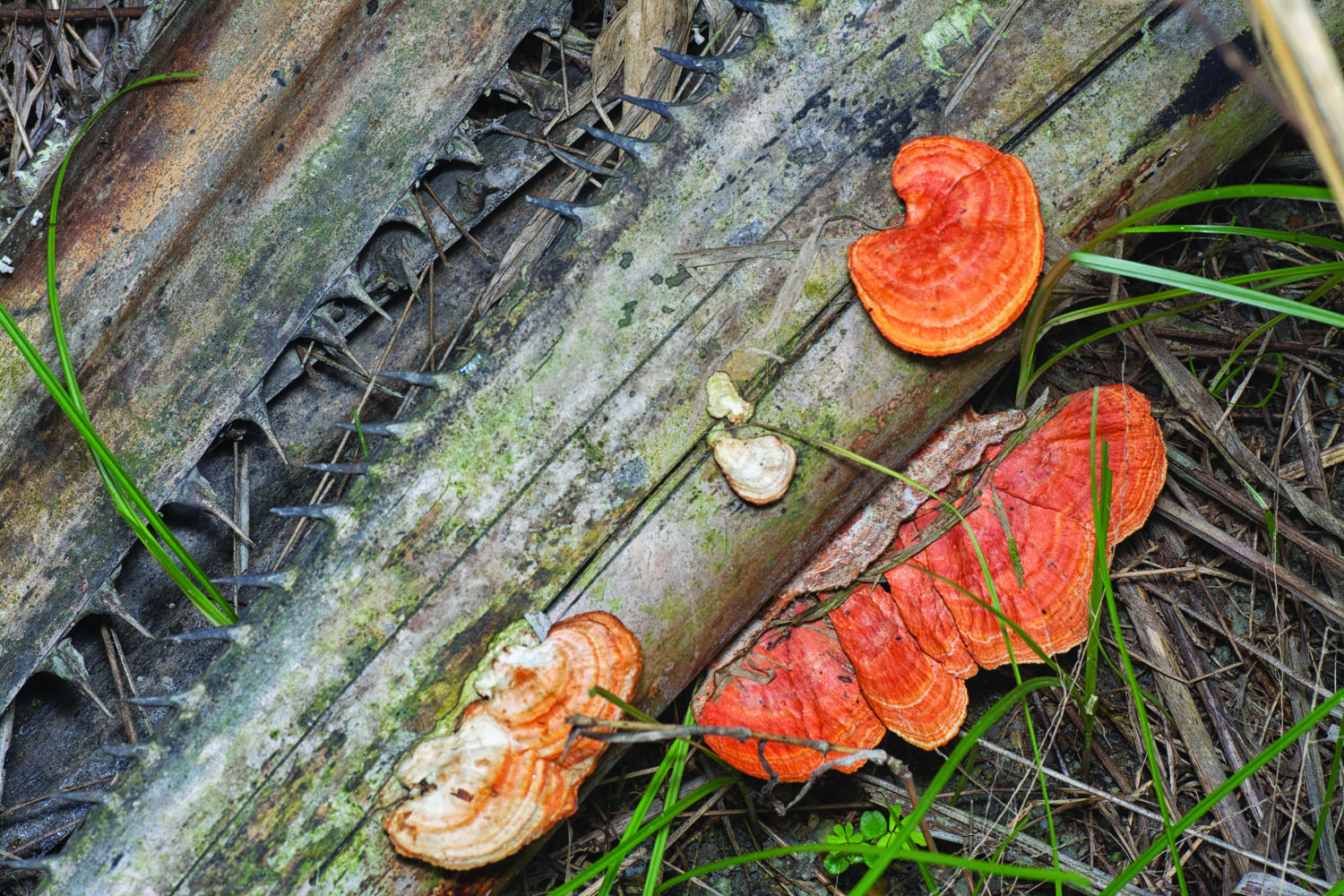 Ganoderma Palm Disease Treatments by SavATree