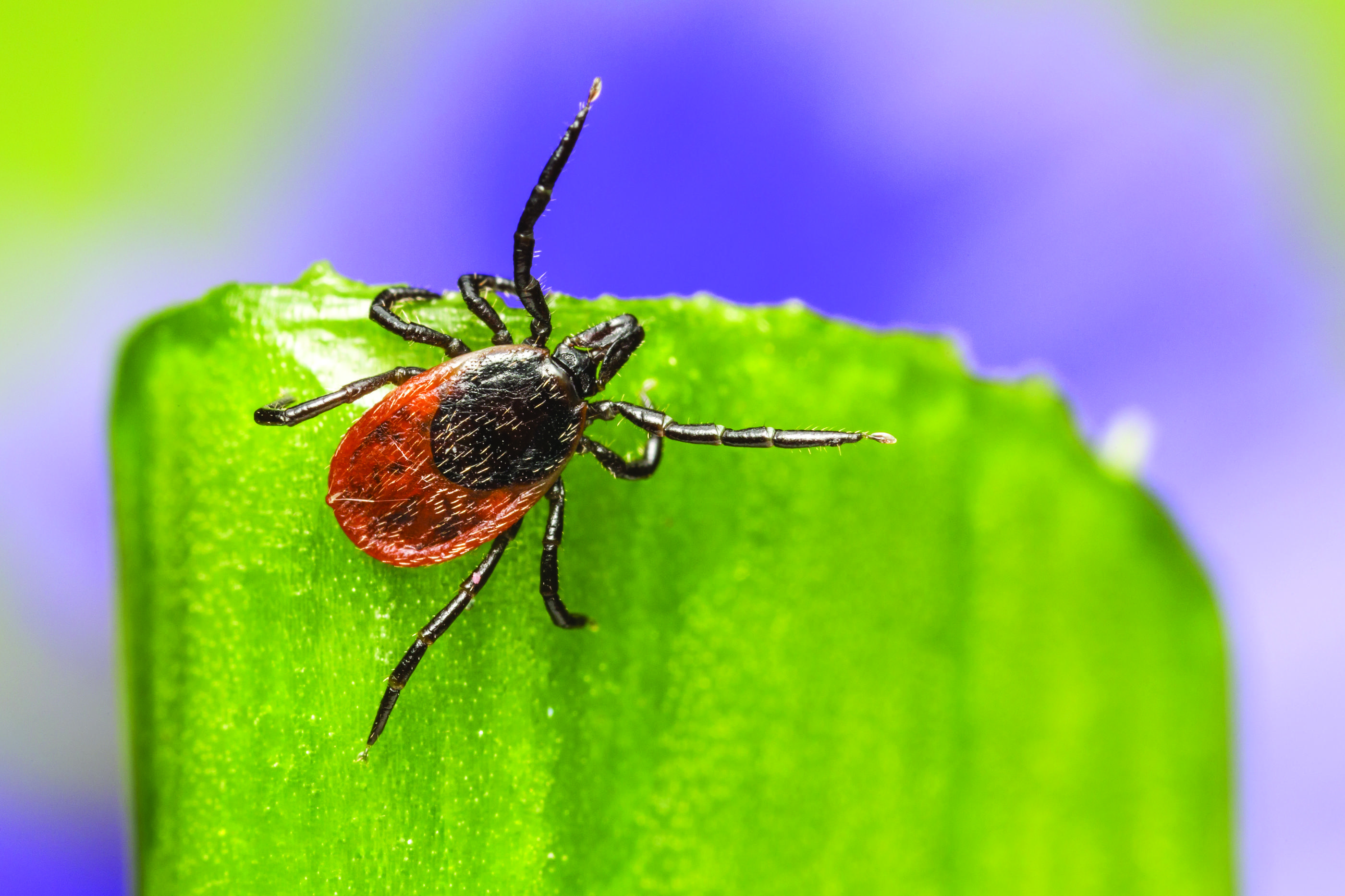 Understanding the Tick Life Cycle and How to Control Ticks in Your Yard