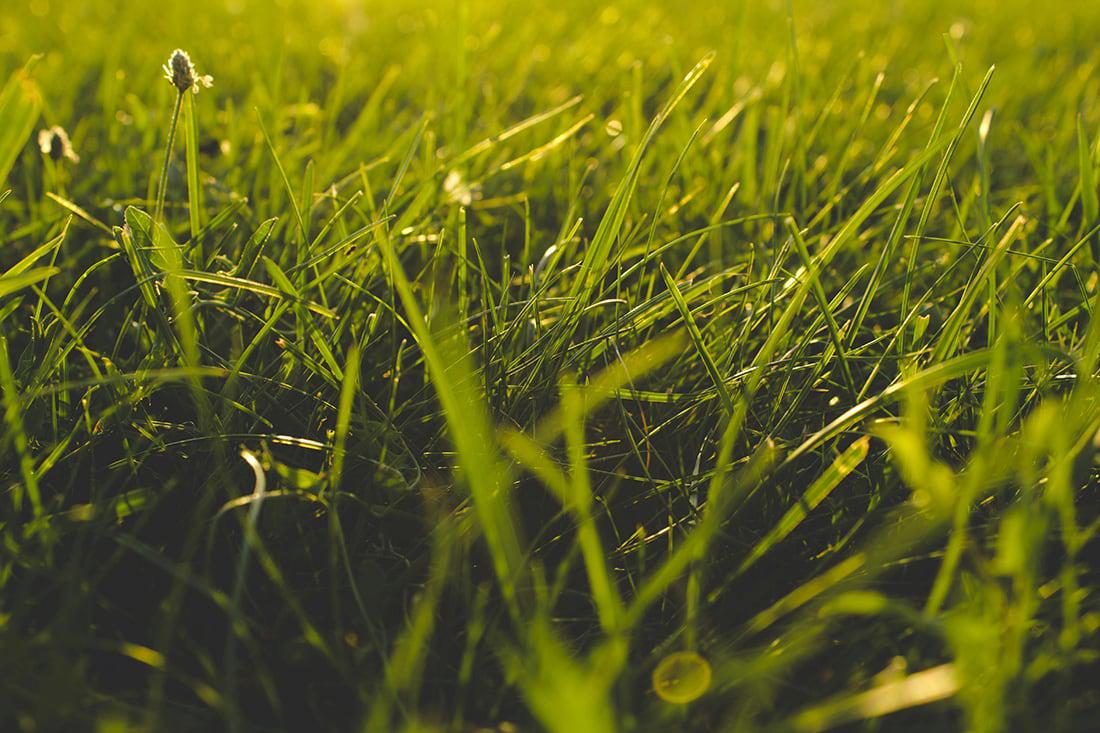 Grass