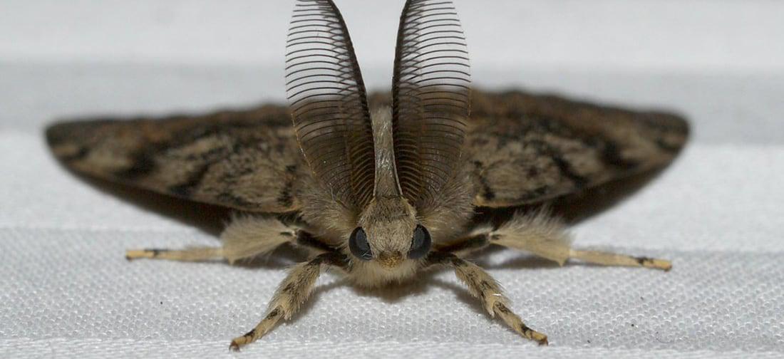spongy moth