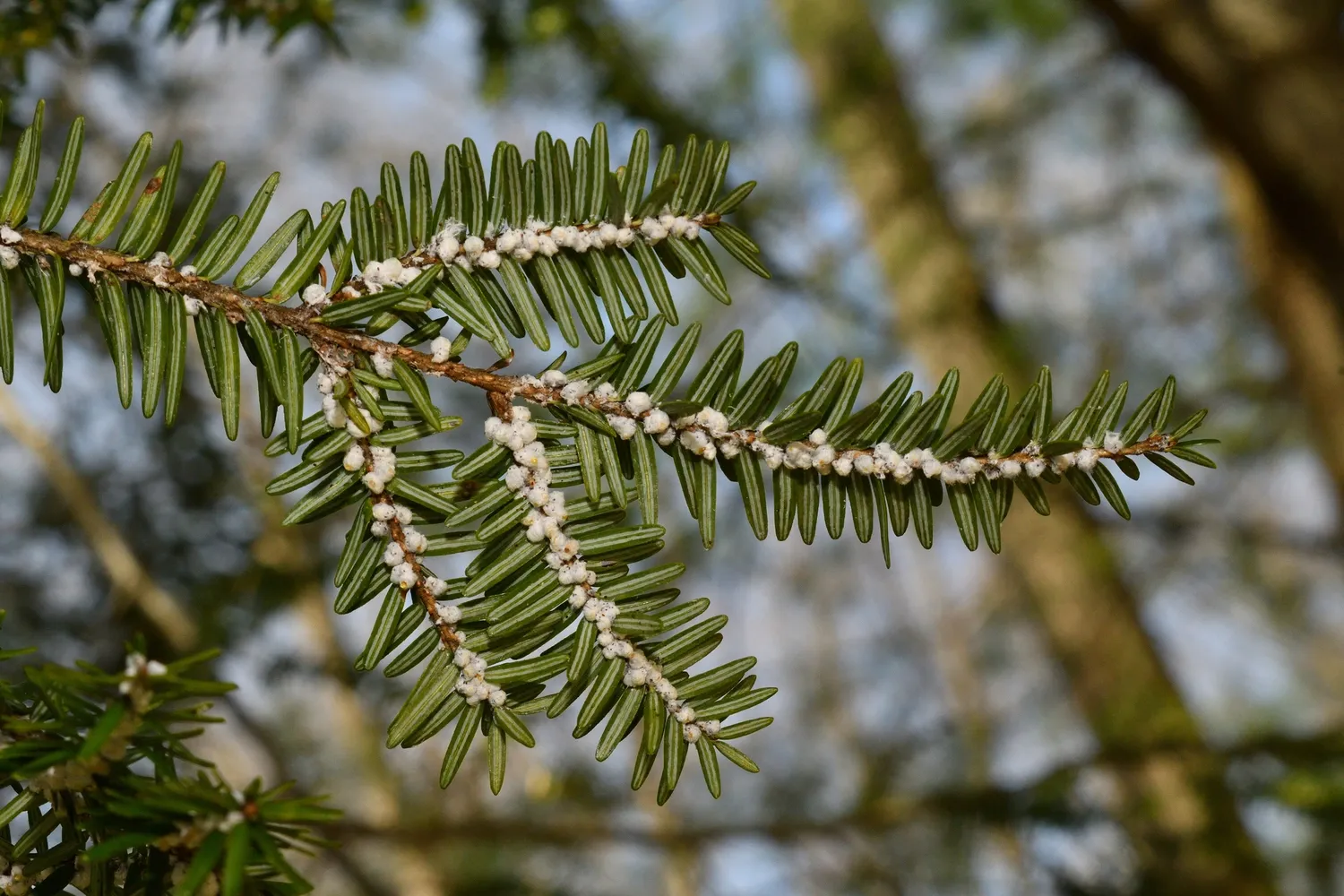 Hemlock Woolly Adelgid Treatment & Prevention by SavATree