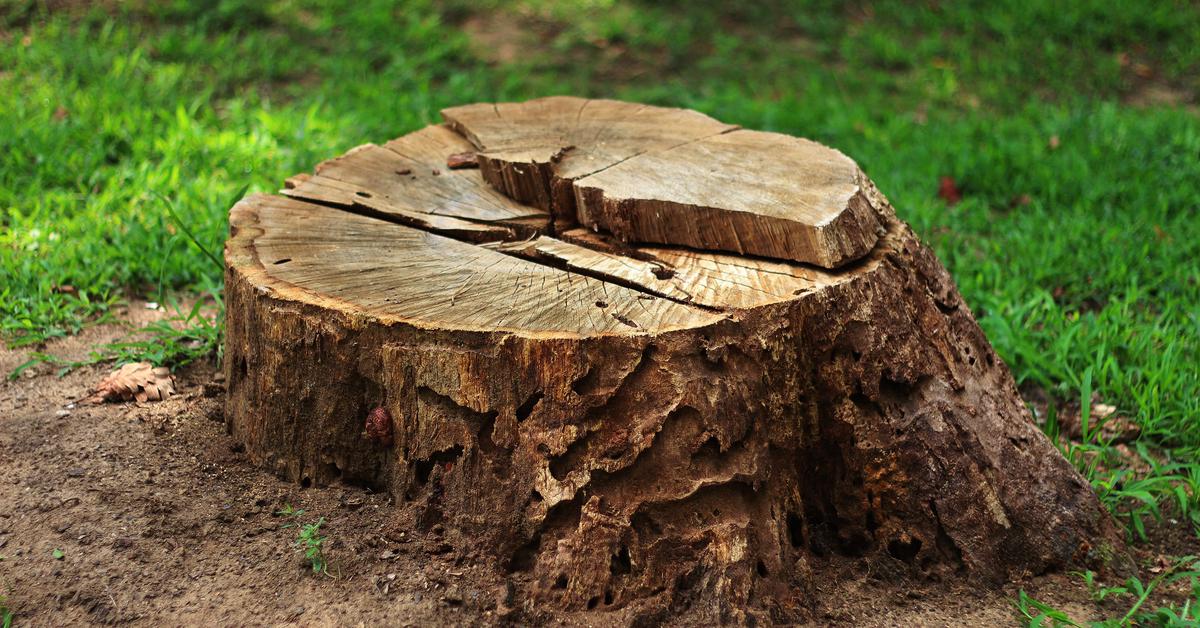 tree removal leads to urban wood reuse