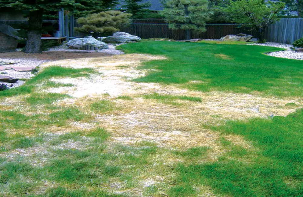 What's Damaging Your Lawn This Summer? 4 Common Lawn Diseases to Watch For