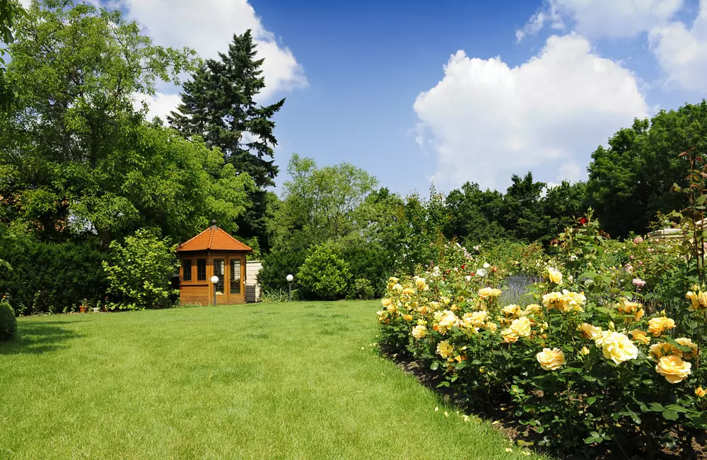 The Wall Street Journal Features SavATree Expert on Urban Tree Care