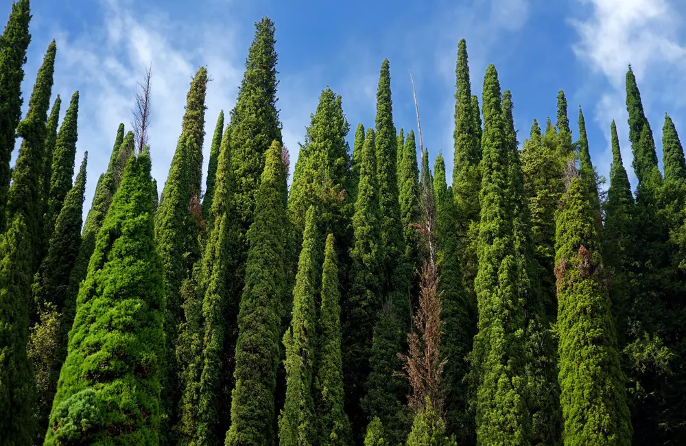 Real Simple Features SavATree Expert