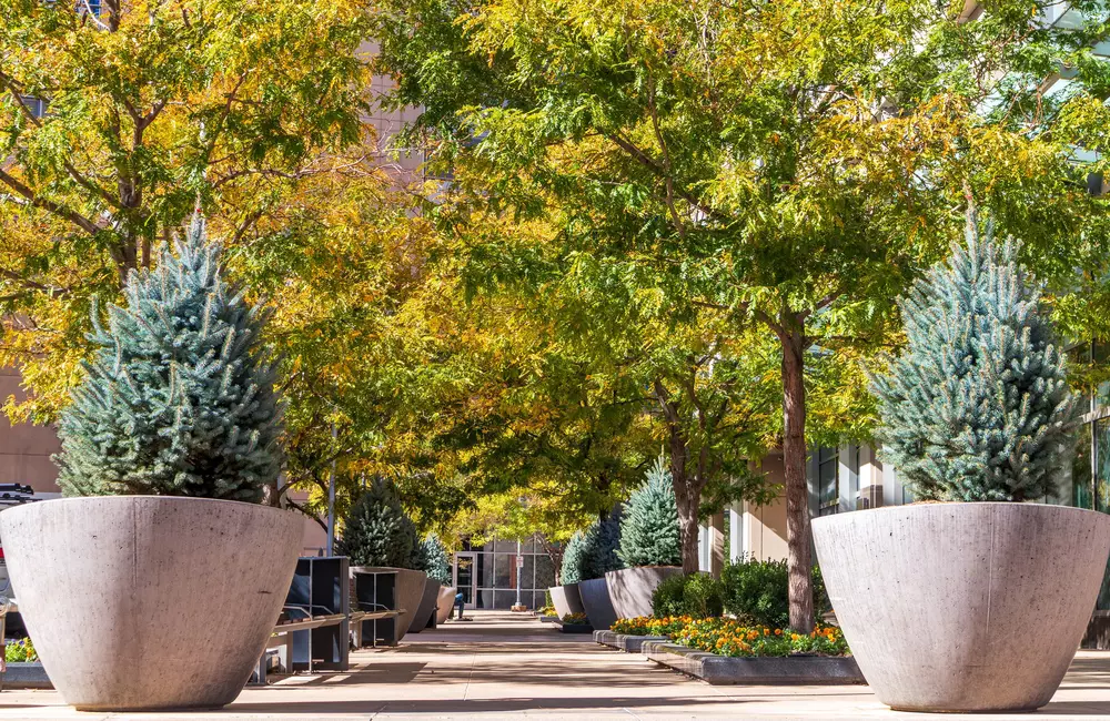 Martha Stewart Features SavATree Expert on Small Trees for Containers