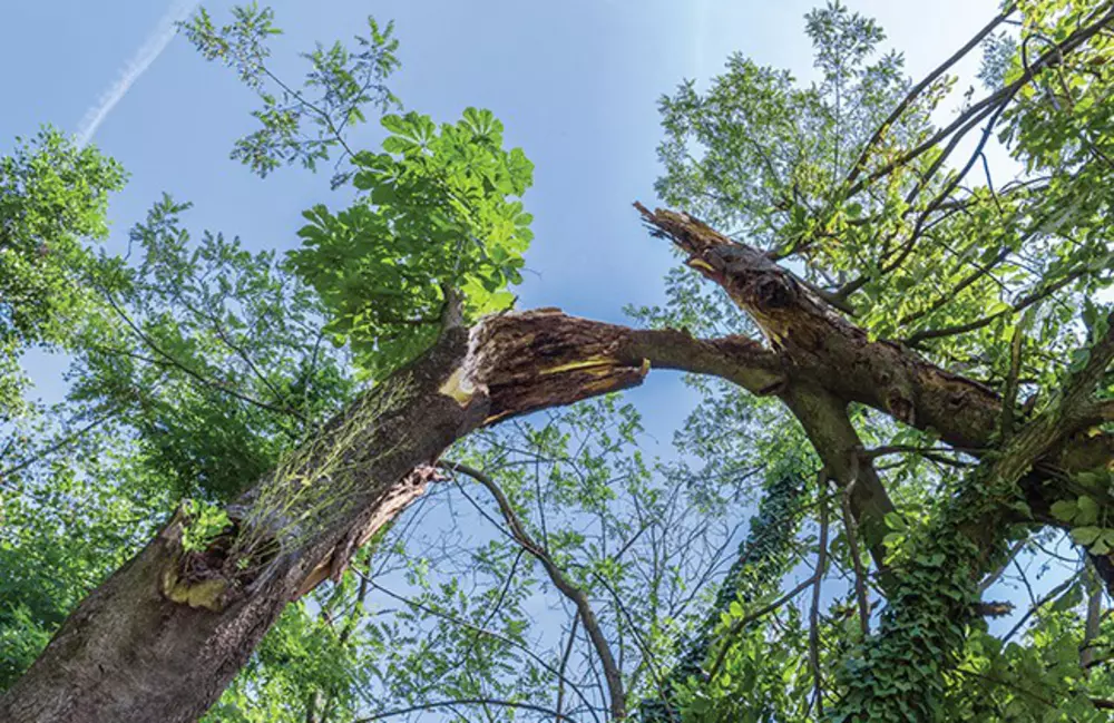 Tree Losing Limbs: Causes, Safety Risks, and What to Do