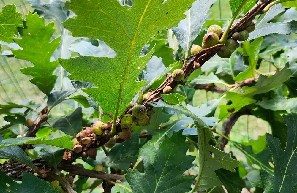 Bur oak blight: Symptoms, treatment and how to tell it from oak wilt