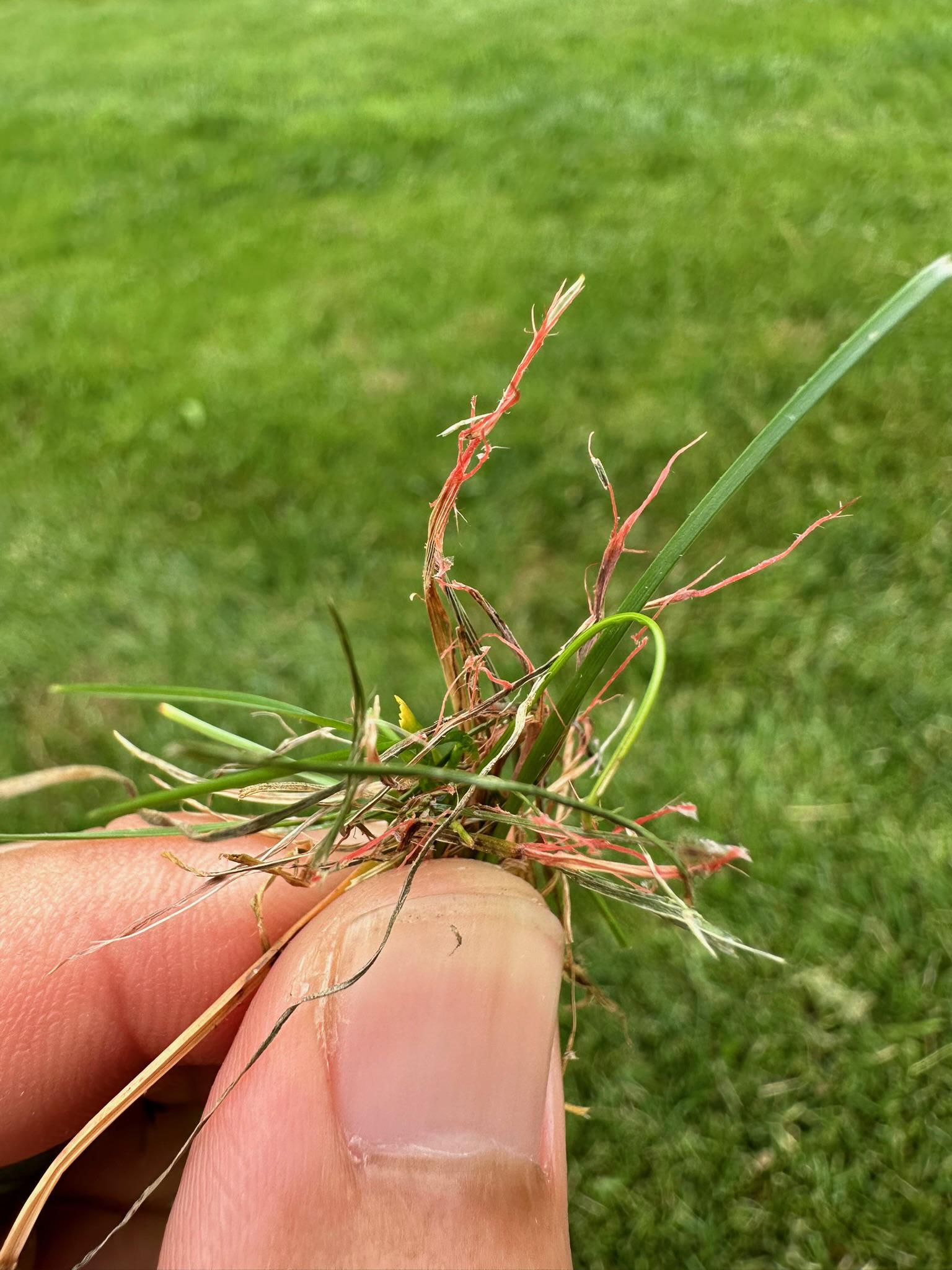 Red Thread & Fungal Lawn Disease Treatment by SavATree