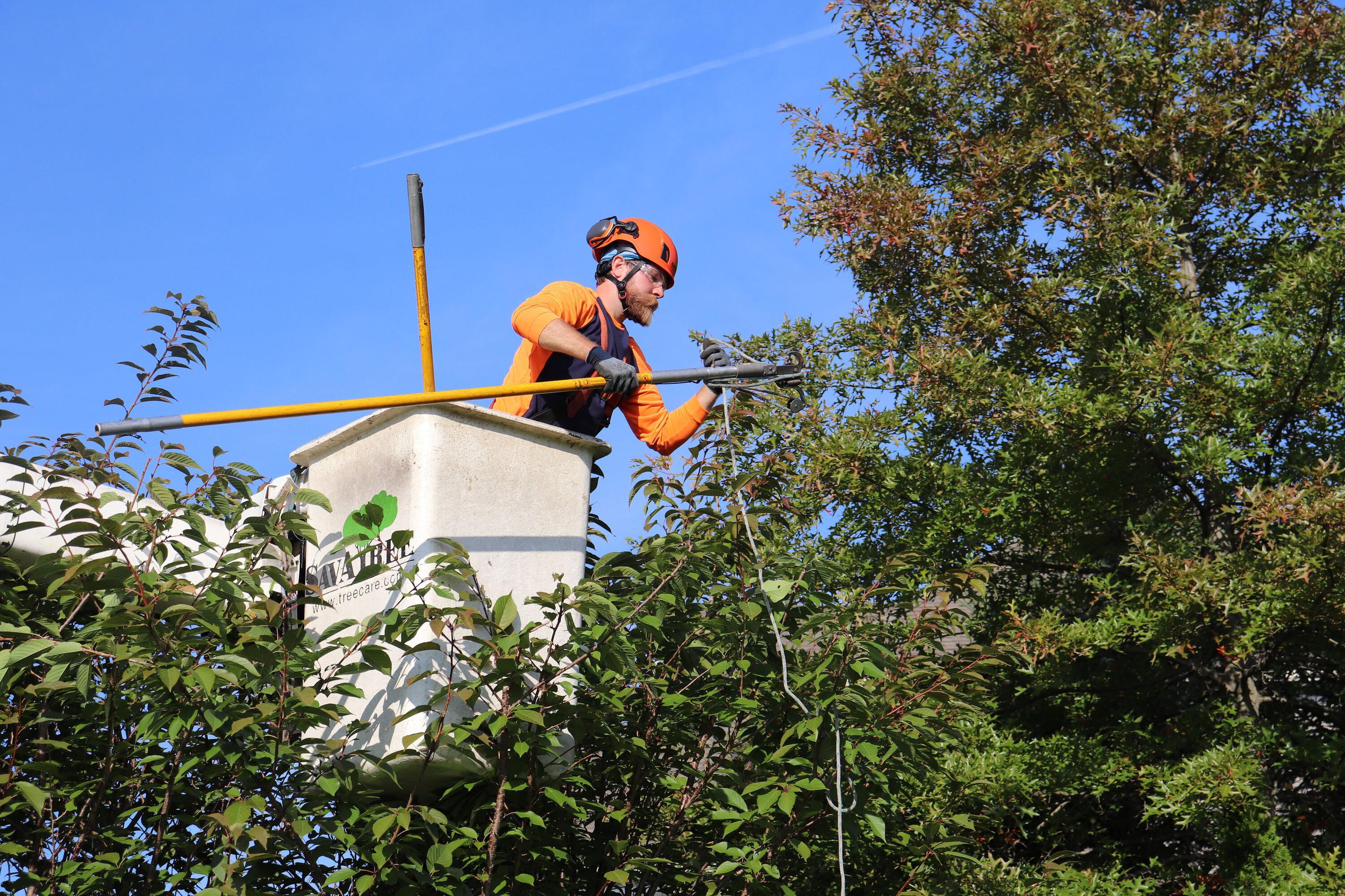 arborist working