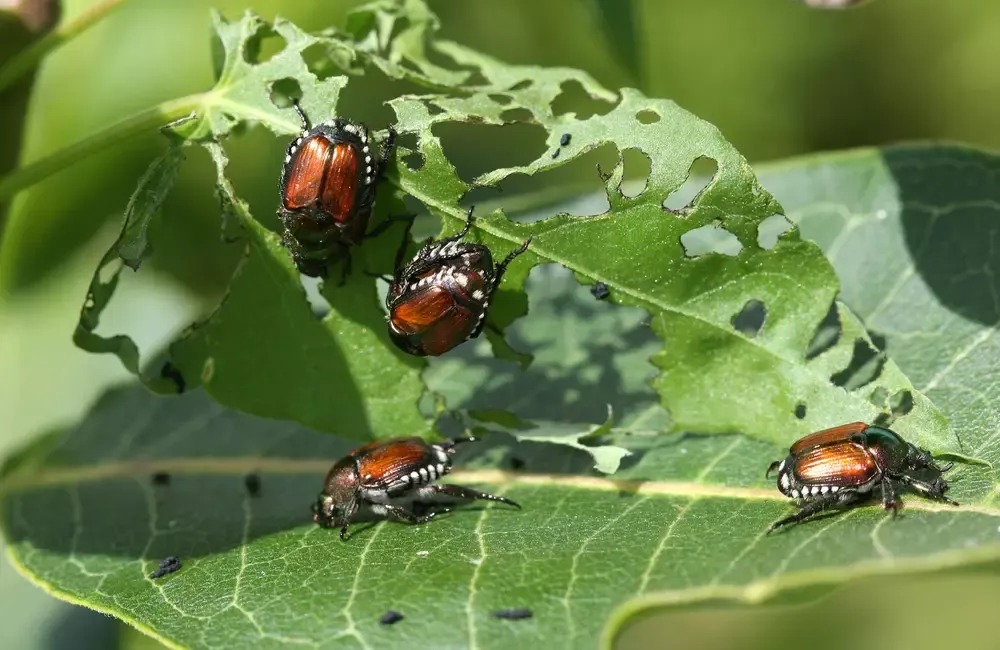Japanese Beetle Treatment by SavATree