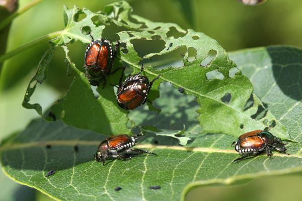 insects